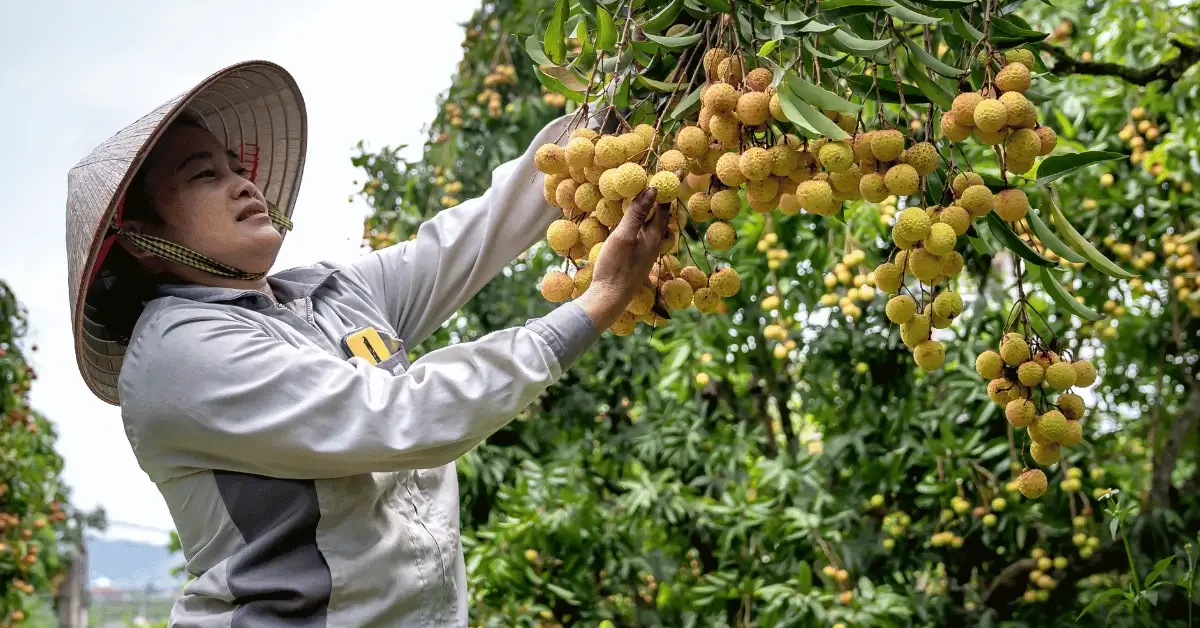 Uk Seasonal Visa Process through Concordia