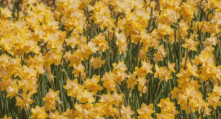 daffodil flower picking job in UK Seasonal Visa 2023